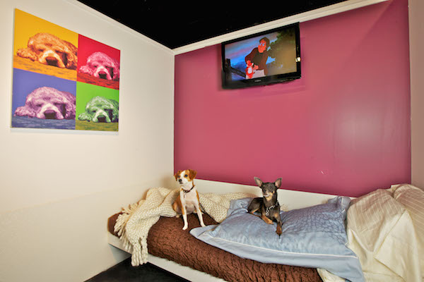 D Pet Hotels Chelsea, at 104 W. 27th St., offers all the amenities of home. File photo courtesy D Pet Hotels Chelsea.