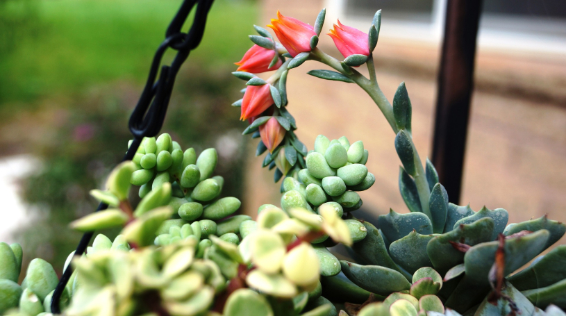 drought resistant landscaping