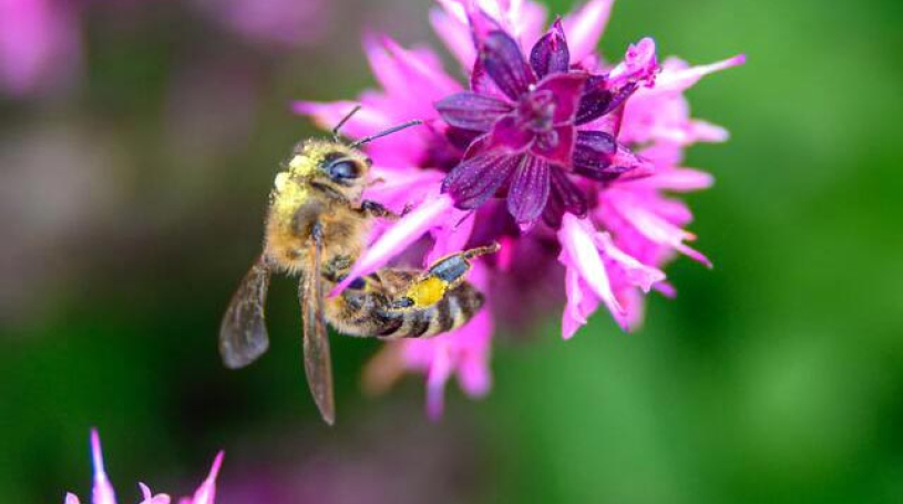 Polinating Honey Bee
