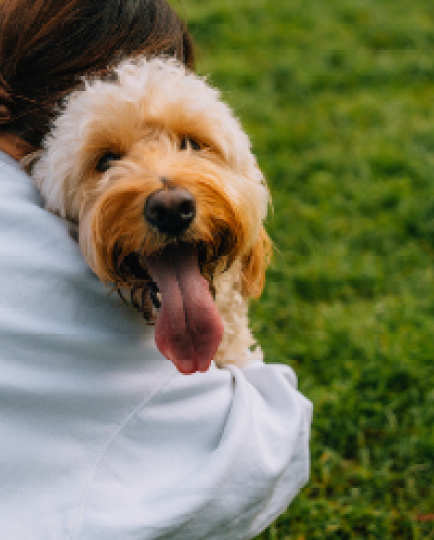dog