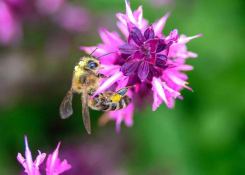 Polinating Honey Bee