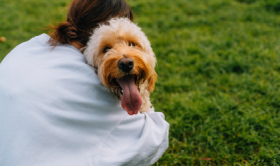 dog