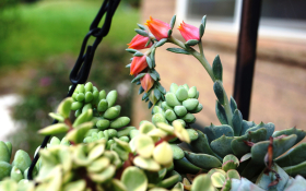 drought resistant landscaping