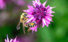 Polinating Honey Bee