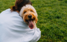 dog
